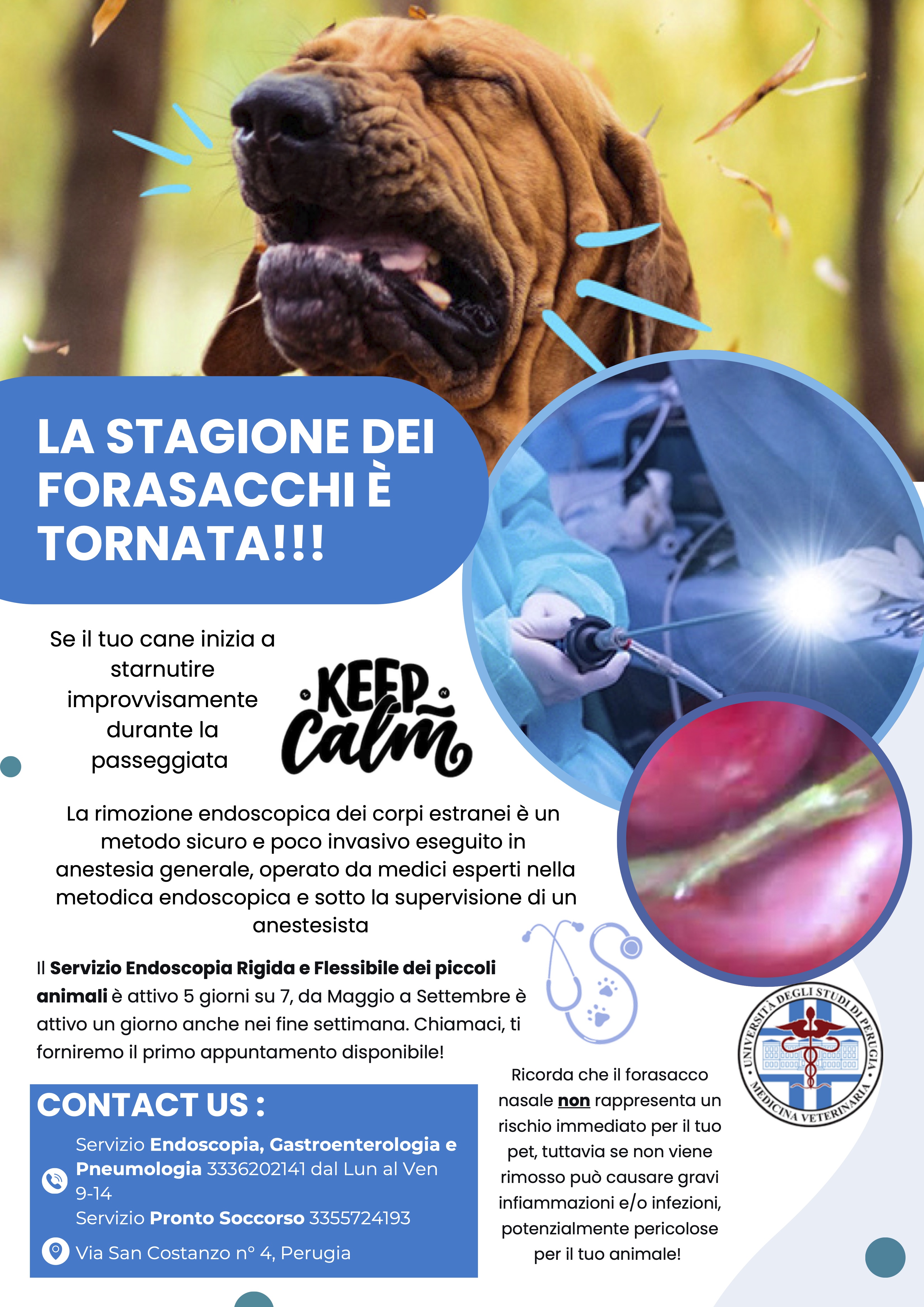 la stagione dei forasacchi e tornata